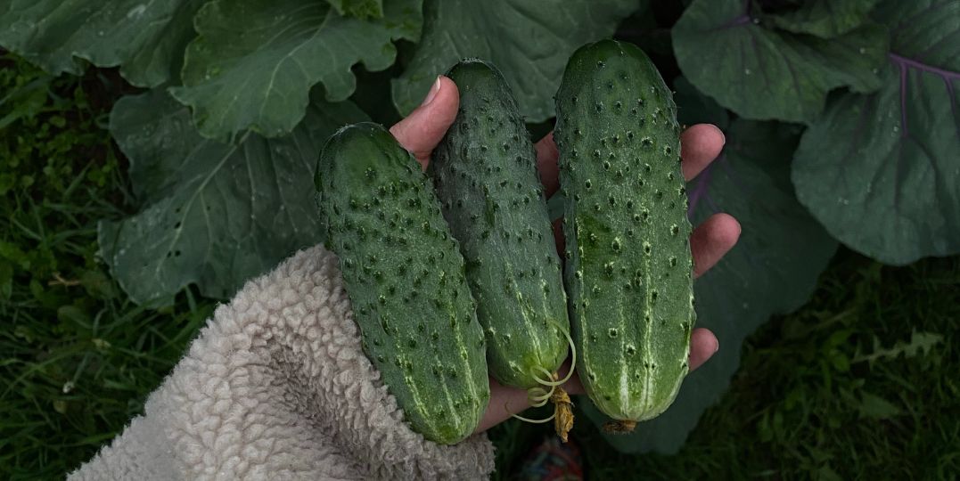 Fermented Cucumber Salad
