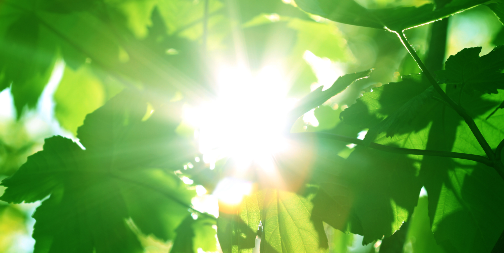 Vital Venerable Vitamin D Dr Russell Jaffe do-you-need-vitamin-d-supplements-ashton-place-independent-senior-living