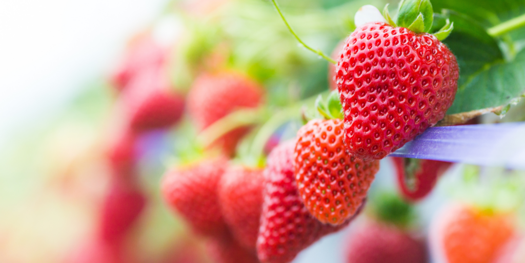 Are Strawberries Acidic or Alkaline? Dr. Russell Jaffe
